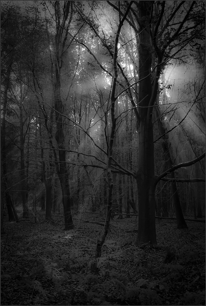 Last Rays at Dusk - Sallie Oakley